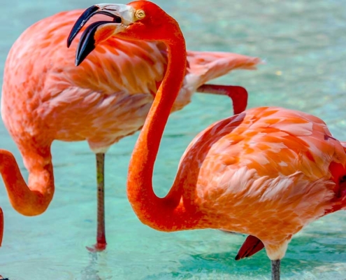 aruba_flamingo