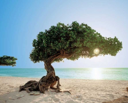 aruba_trees_beach